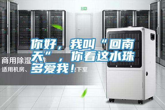 你好，我叫“回南天”，你看這水珠多愛我！
