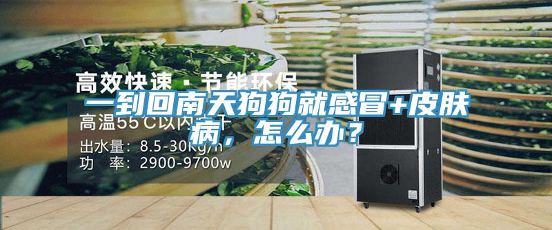 一到回南天狗狗就感冒+皮膚病，怎么辦？