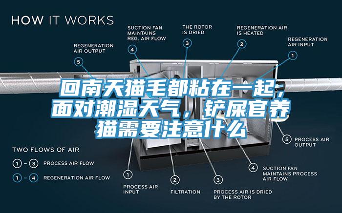 回南天貓毛都粘在一起，面對(duì)潮濕天氣，鏟屎官養(yǎng)貓需要注意什么