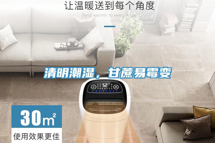 清明潮濕，甘蔗易霉變