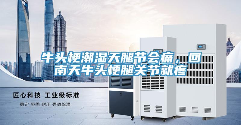 牛頭梗潮濕天腿節(jié)會痛，回南天牛頭梗腿關(guān)節(jié)就疼