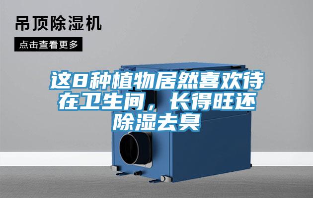 這8種植物居然喜歡待在衛(wèi)生間，長得旺還除濕去臭
